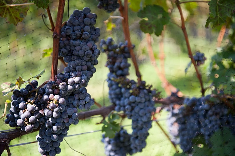 ענבי קברנה סוביניון גודל מותאם אישית