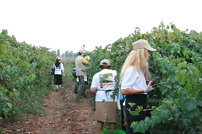 יקב בנימינה מותאם אישית
