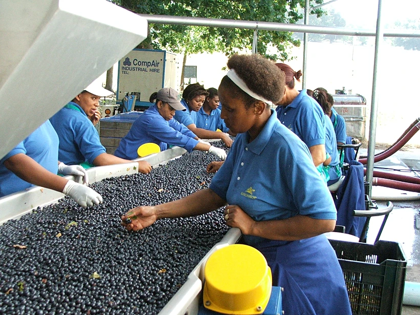 עולם היין תבה על טיול יין בדרום אפריקה תמונה בגודל מותאם אישית
