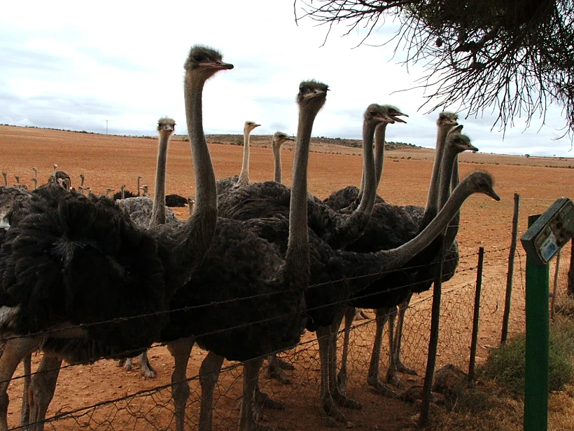עולם היין תבה על טיול יין בדרום אפריקה תמונה בגודל מותאם אישית