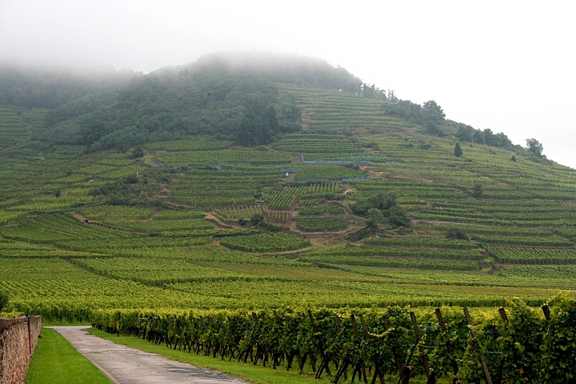 אזורי יין בעולם - טיול באלזאס, תמונה בגודל מותאם אישית