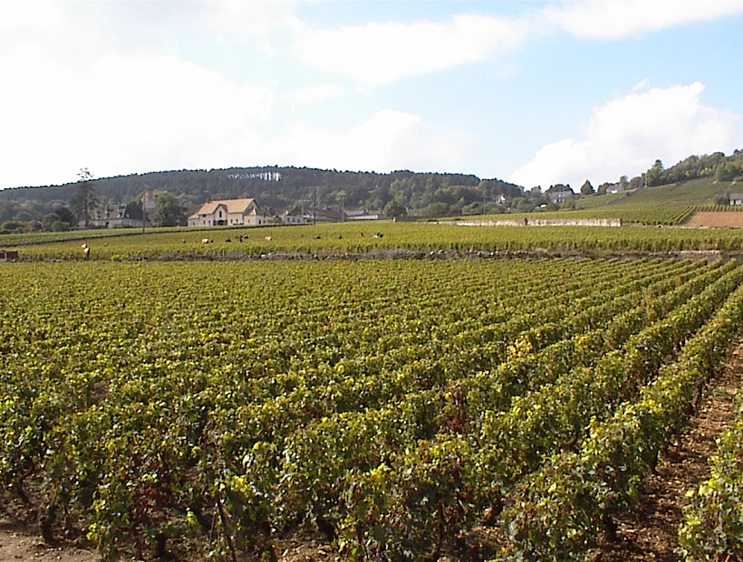 כתבה על טיול יין בבורגון בצרפת, תמונה בתוך הכתבה על כל הרוחב