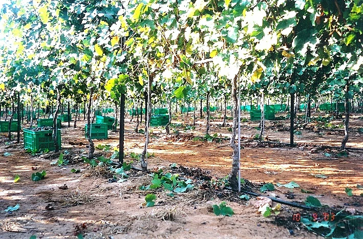יקב מרגלית, כתבה על טיול יקבים באזור השרון, תמונה בתוך הכתבה