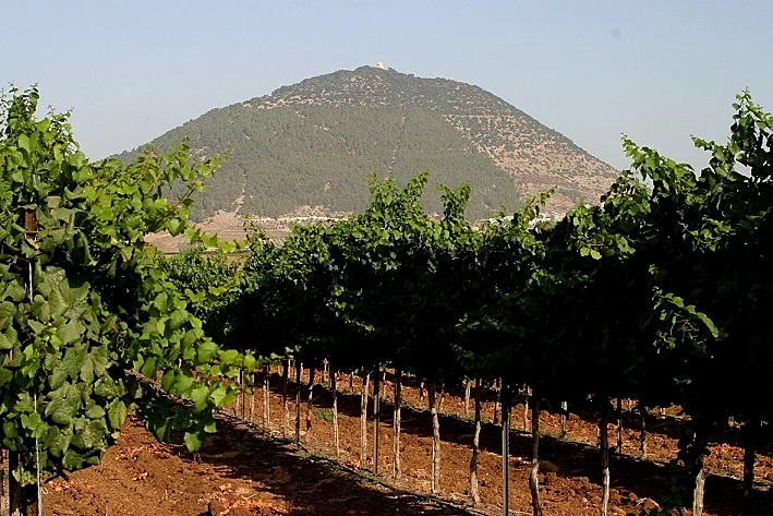 תמונה של כרם יקבי תבור ושל הר תבור שבמקרה נמצאים אחד ליד השני. תמונה בתוך הכתבה - טיול יקבים בגליל עולם היין