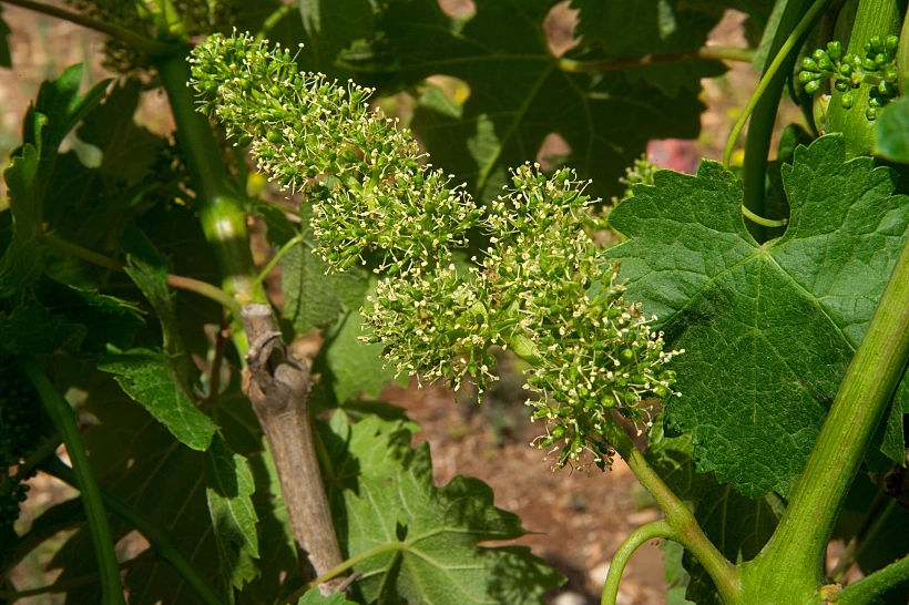 תיעוד מצולם של מחזור חיי הגפן, מתחם יקבי כרמל, תכני עלייה- פריחה