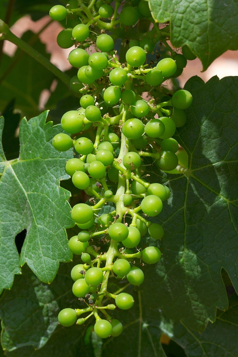 תיעוד מצולם של מחזור חיי הגפן, מתחם יקבי כרמל, תכני עלייה- חנטה