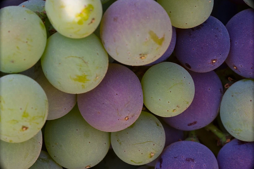 תיעוד מצולם של מחזור חיי הגפן, מתחם יקבי כרמל, תכני עלייה- בוחל