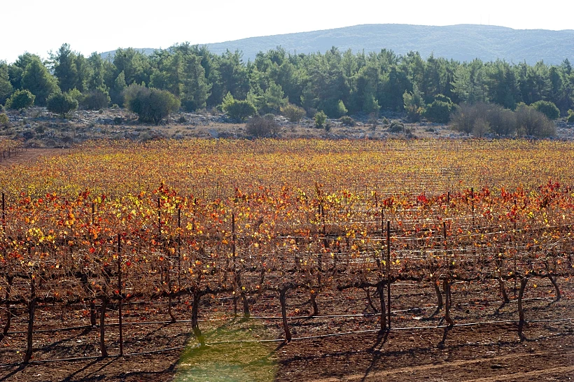 תיעוד מצולם של מחזור חיי הגפן, מתחם יקבי כרמל, תכני עלייה- שלכת