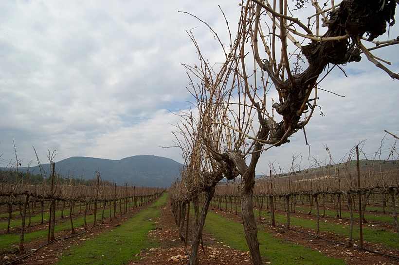 תיעוד מצולם של מחזור חיי הגפן, מתחם יקבי כרמל, תכני עלייה- טרופ זמירה