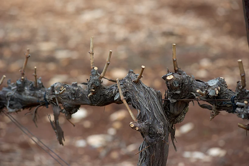 תיעוד מצולם של מחזור חיי הגפן, מתחם יקבי כרמל, תכני עלייה- אחרי זמירה