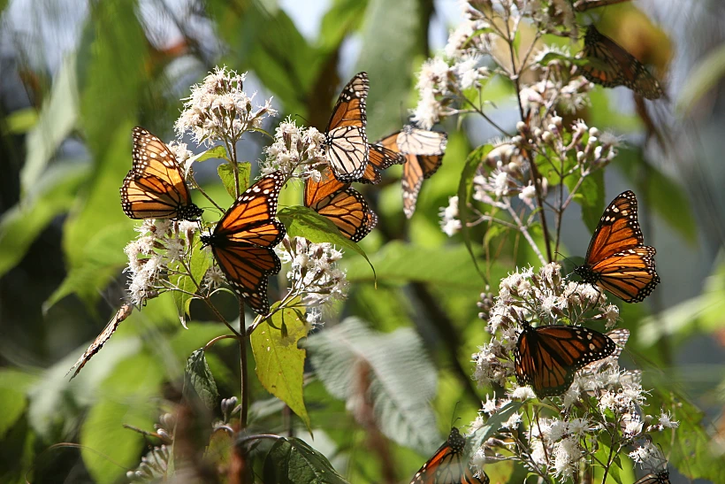 עמק הפרפרים