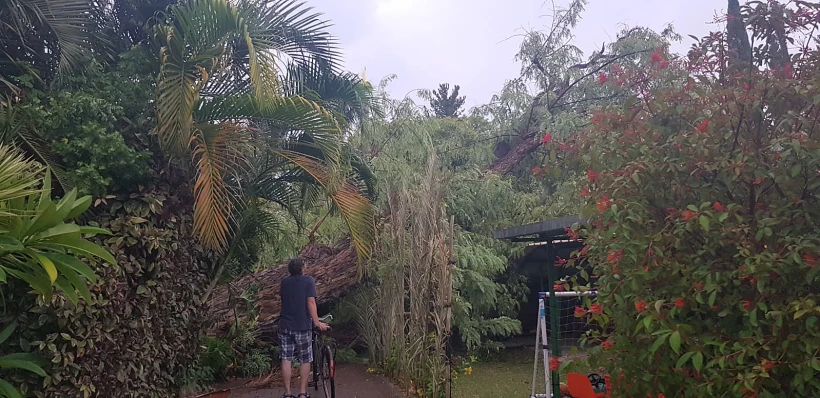 העץ הגדול שקרס על שני בתים בקיבוץ שער הגולן