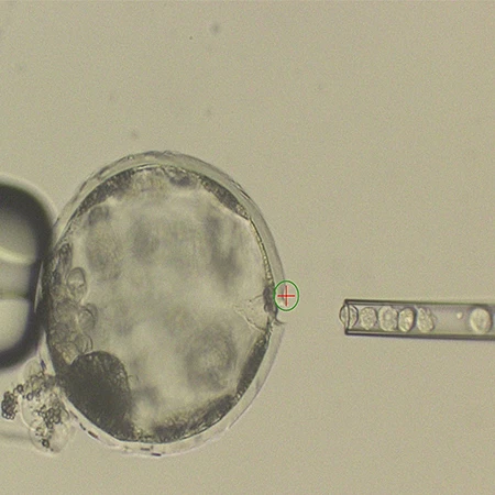 עובר חזיר בן 4 שבועות