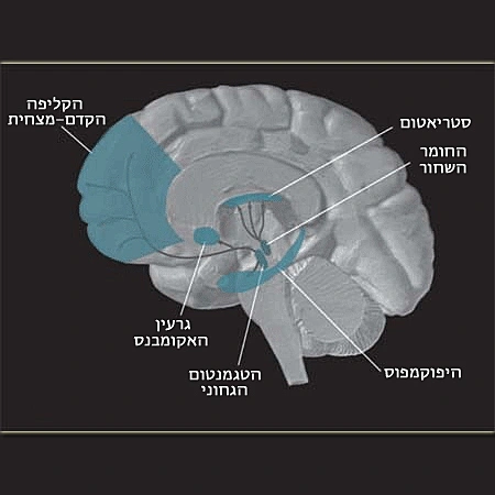 הקליפה הקדם מצחית