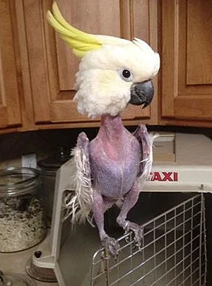 הא וי התוכי המסכן