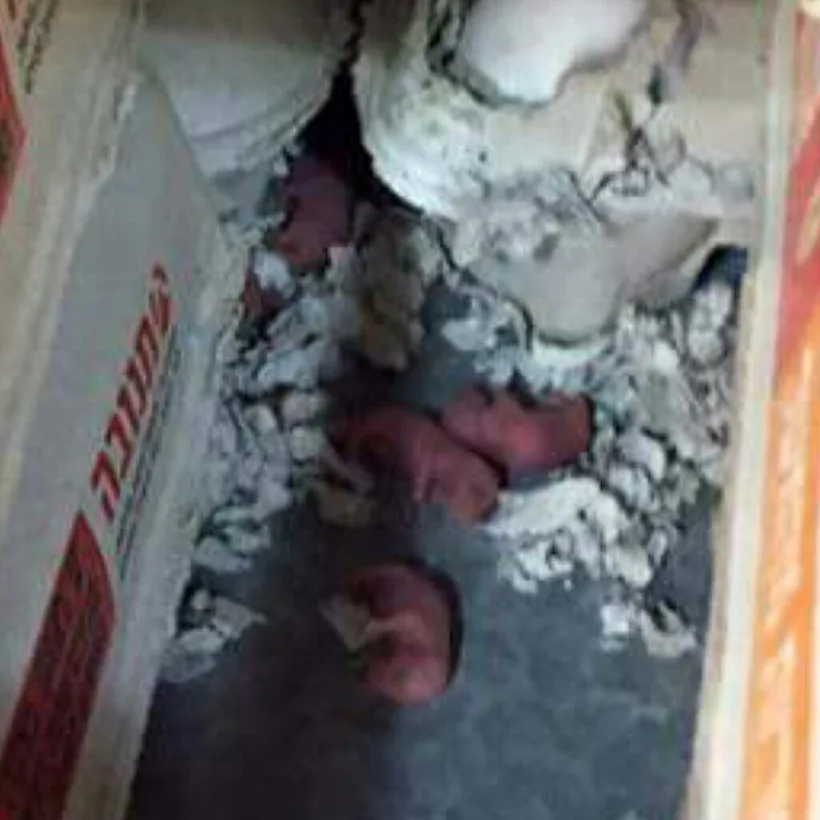 ולדות עכברים בשופרסל