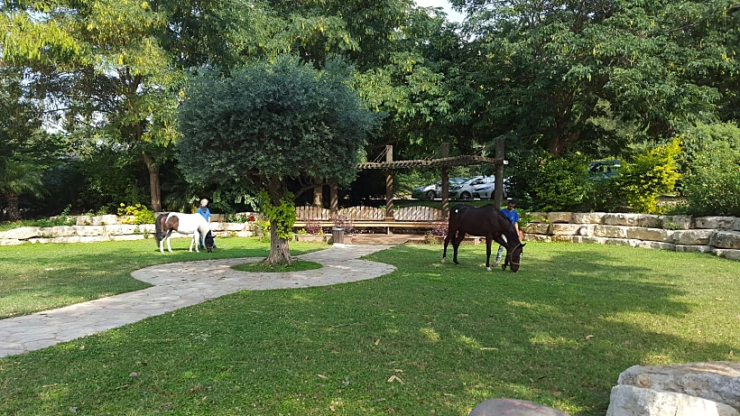 העמותה לרכיבה וכלבנות טיפולית