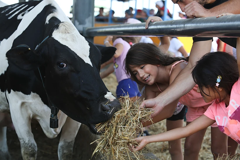 הרפת שליד מרדכי