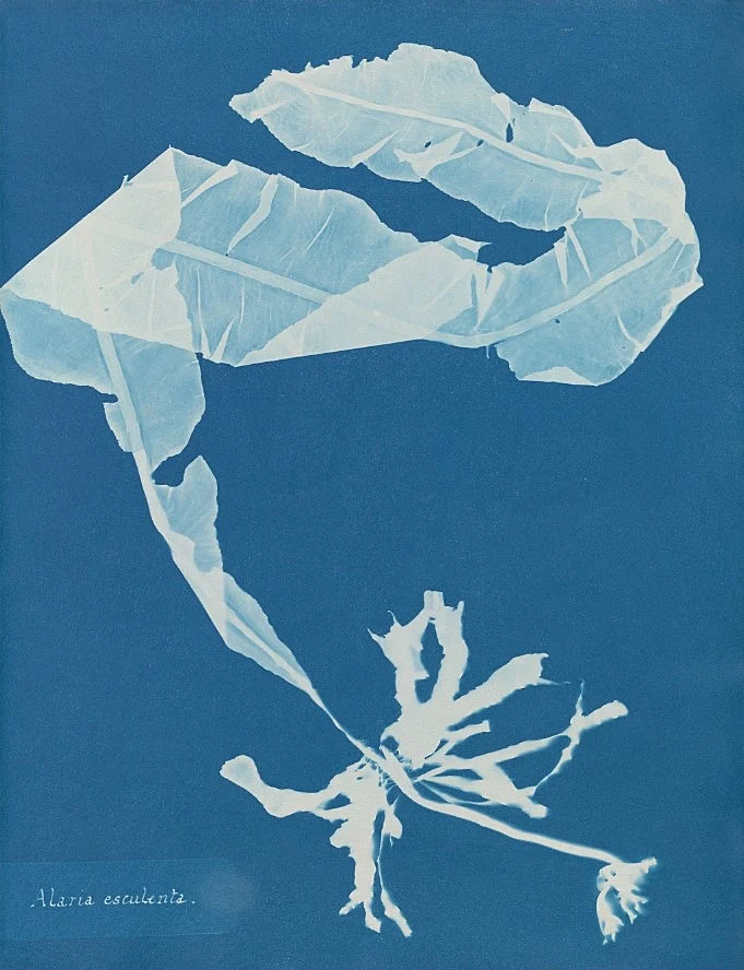Anna Atkins, Alaria esculenta