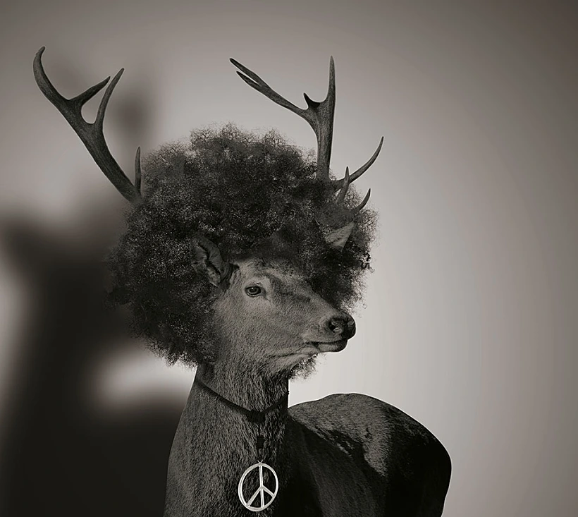 ראשי איילים בתחפושות, גורדוניה