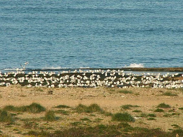 נוף לים מביתה של איריס מושלי