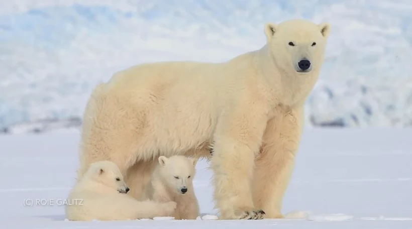 דובי קוטב שצילם צלם הטבע הישראלי רועי גליץ
