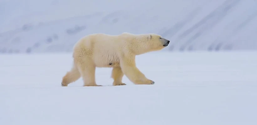 דוב קוטב שצילם צלם הטבע הישראלי רועי גליץ