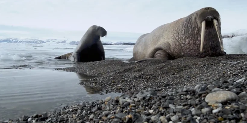 תמונה שצילם צלם הטבע הישראלי רועי גליץ