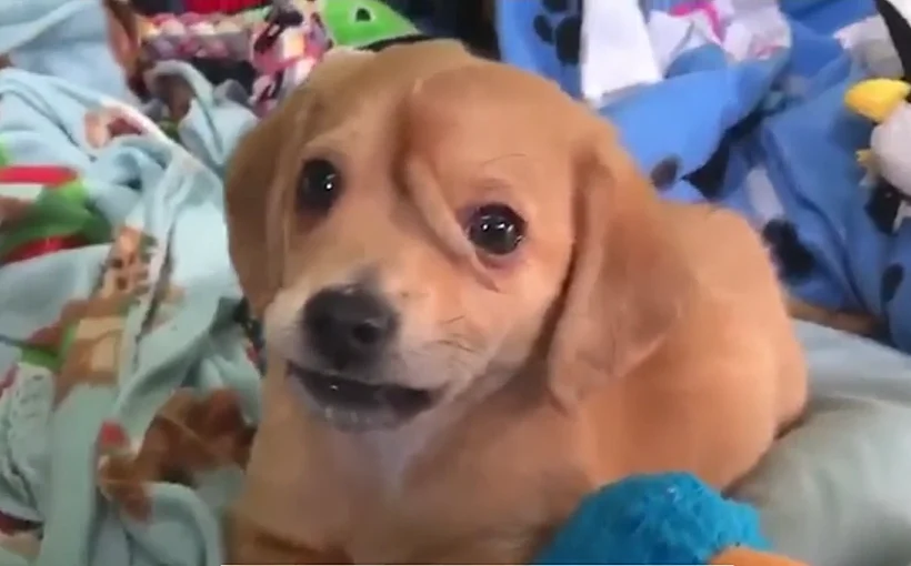 הכלב נרוואל שנולד עם זנב על המצח