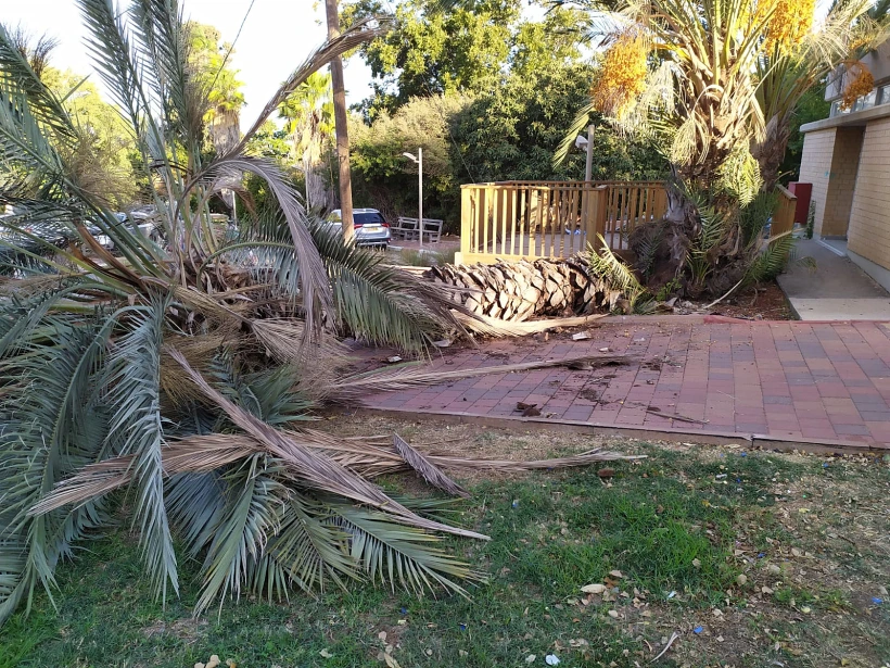 עץ הדקל שנפל בקיבוץ בחן