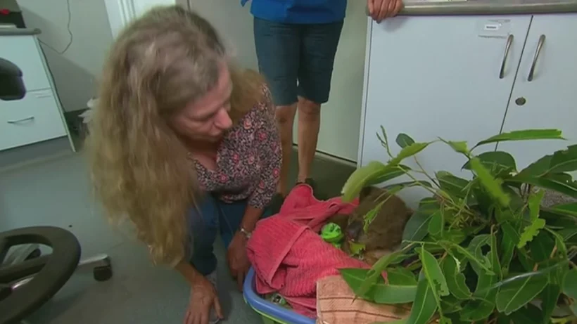 לואיס הקוואלה, ניצל משריפה על ידי עוברת אורח