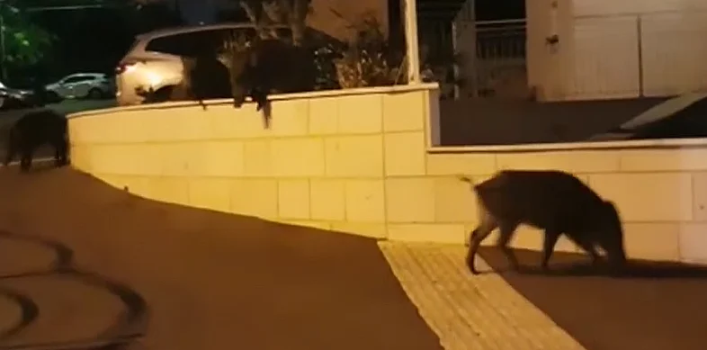 חזירי בר שתועדו בחיפה