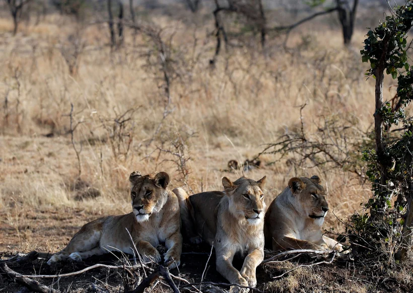 לביאות בפארק מסאי מארה בקניה