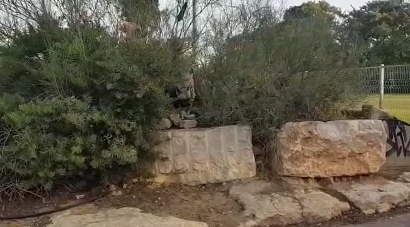 שני צבועים שתועדו בבית ספר בב''ש