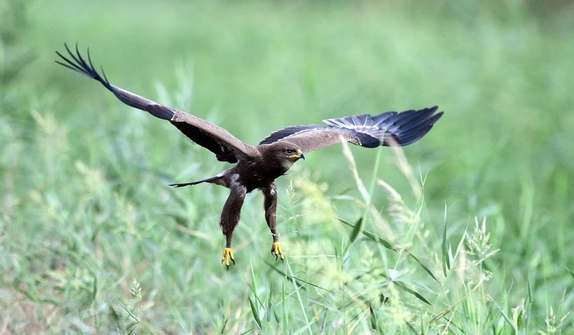 תערוכת ''ציפורים עפות לגבהים'' - עיט חורש