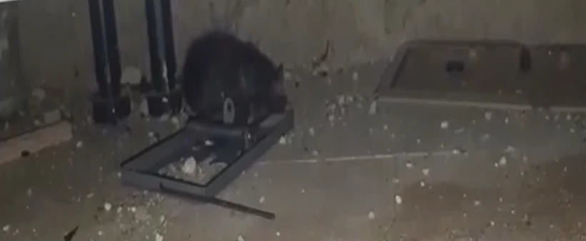 חולדה שנתפסה בגן ילדים בבת ים