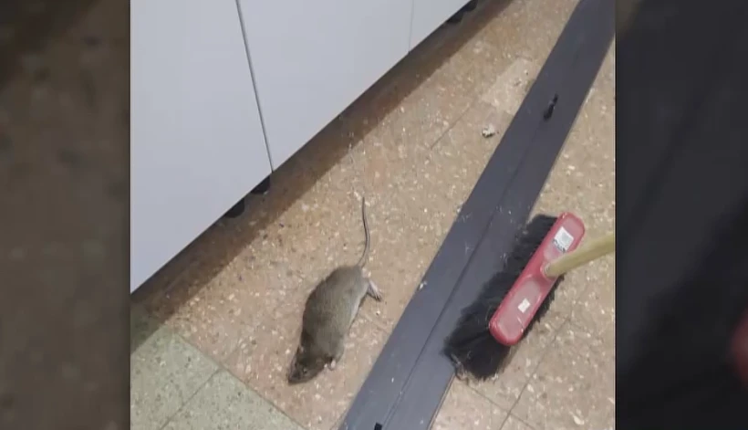 חולדה שנתפסה בגן ילדים בבת ים