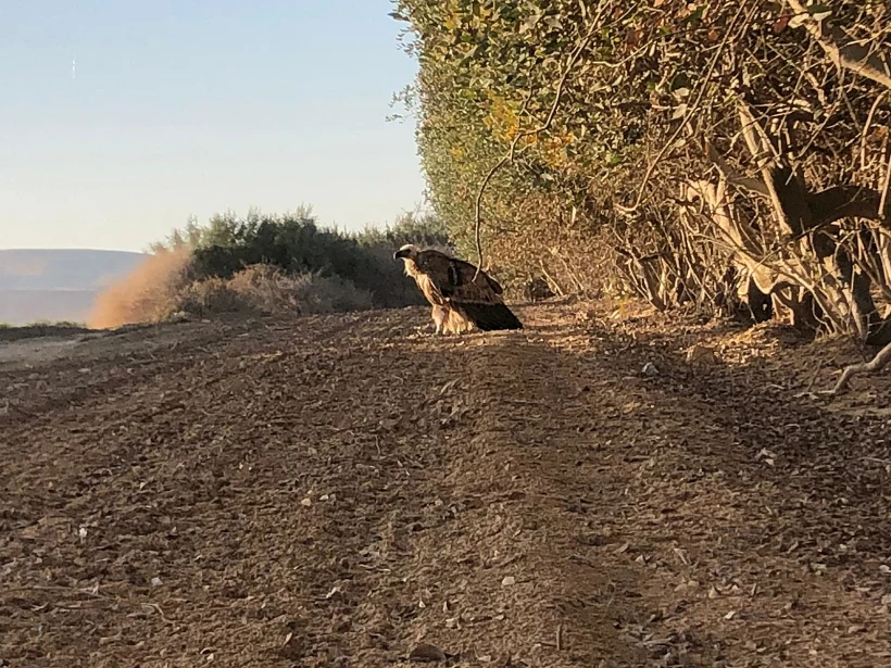 חשד להרעלת נשר בדרום.