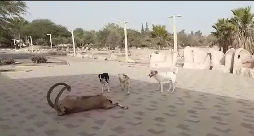 כלבי בר תוקפים יעל בשדה בוקר