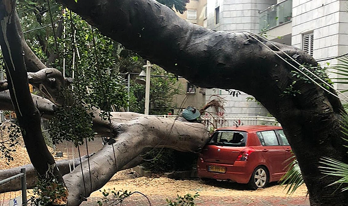 קריסת עץ ברחוב בורוכוב בגבעתיים
