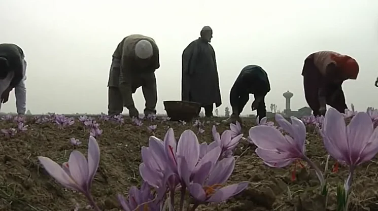 שדה פרחי כרכום