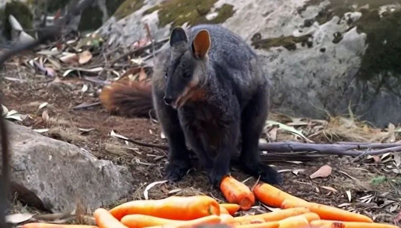האכלת חיות באוסטרליה
