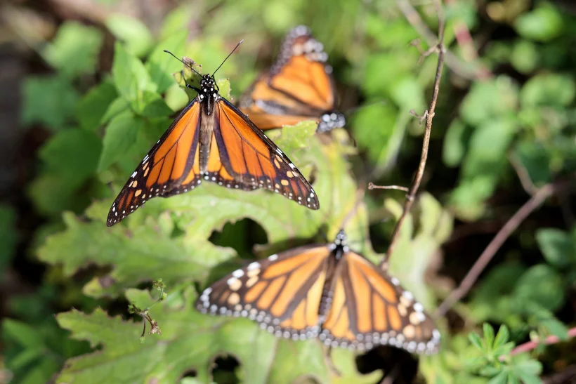 פרפרי הדנאית