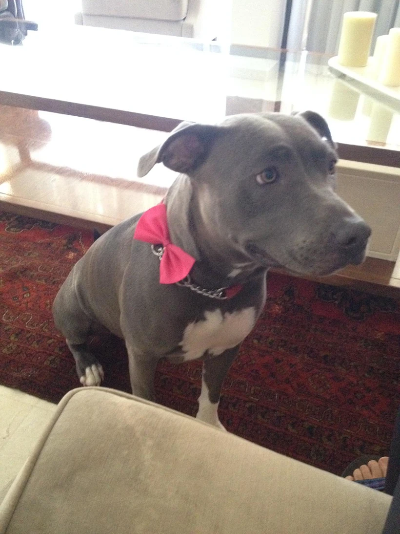 הכלבה ניקיטה