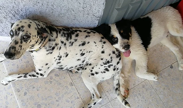 הכלבים עוז וקאיה צאוזמר