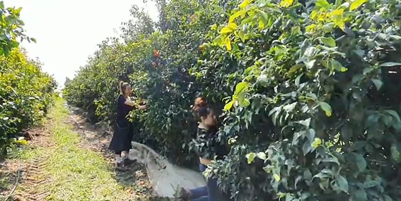 קטיף תפוזים וקלמנטינות בעמק חפר