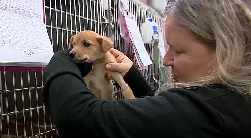 עמותת ''צער בעלי חיים''