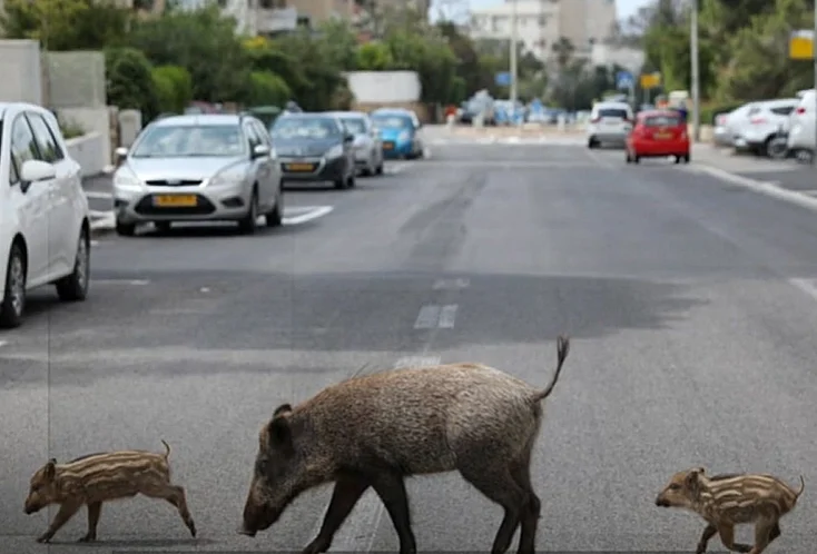 חזיר בר, חזירי בר, חזירים בחיפה