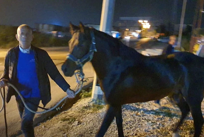 הסוס של ניסים אלפרון