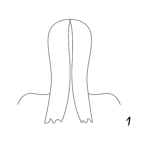 צמות תמונה 1